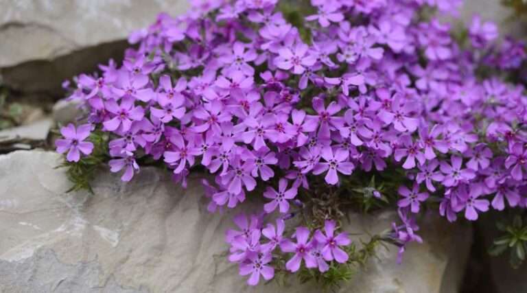 10 Fast-Growing Ground Cover Plants That Give Your Yard Quick, Beautiful Results