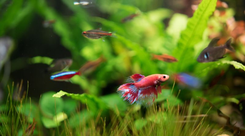 10 Perfect Tank Mates for Your Betta