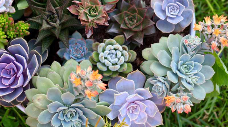 11 Flowering Succulents to Grow for Their Stunning Blooms