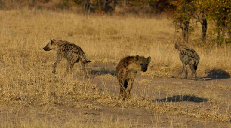 7 Animals Bold and Brave Enough to Take on a Lion