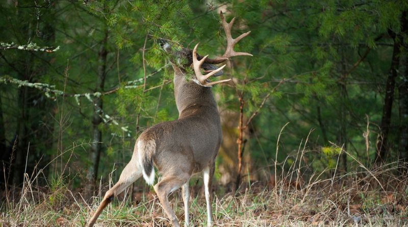 How to Attract Deer: 9 Easy-to-Follow Methods
