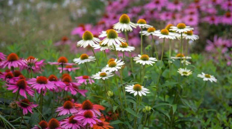 7 Low-Maintenance Perennial Plants for Busy Gardeners