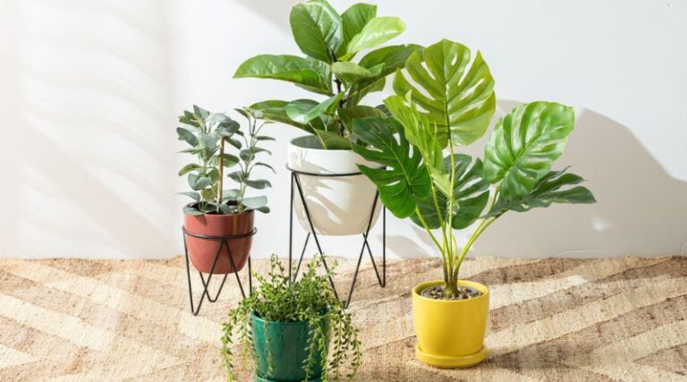 8 Best Indoor Plants to Brighten Up Every Room