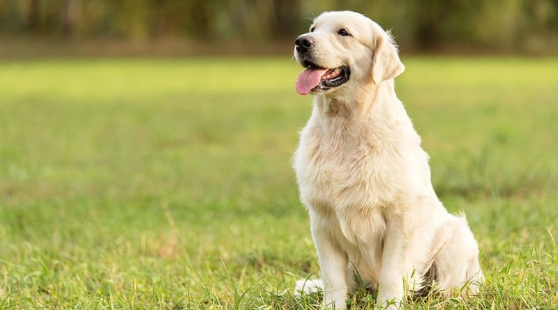 8 Large Dog Breeds Which Make Great Pets