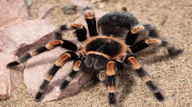 8 Deadliest Spiders On Earth