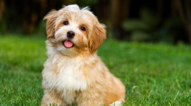 8 Dog Breeds Which Look As Puppies Forever