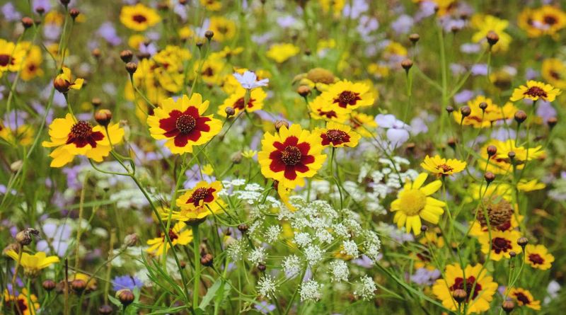8 Full-Sun Annuals That Will Add Beautiful Color To Your Garden All Summer Long
