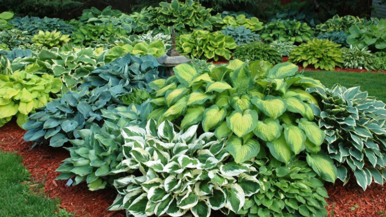 8 Hostas That Are Tolerant To The Sun