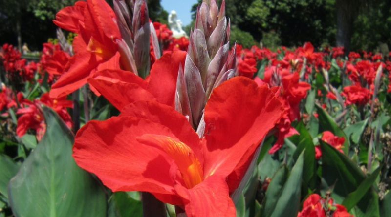 8 Must-Know Tips for Properly Planting Cannas from Rhizomes