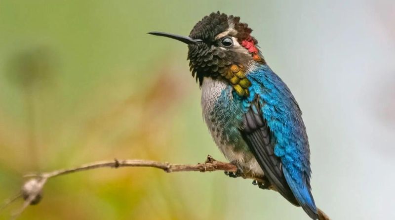 8 Unexpected Hummingbird Predators