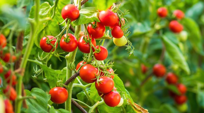 9 Companion Plants You Should Never Grow With Tomatoes