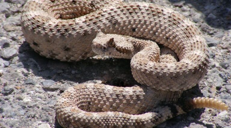 9 Different Types Of Rattlesnakes Species: Pictures And Guide