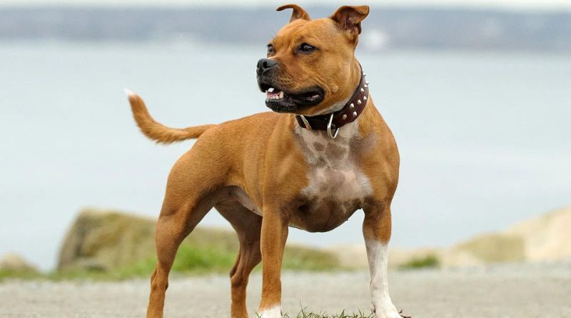 9 Dog Breeds Most Similar To Pit Bulls
