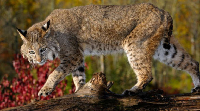 9 States Where Bobcats Are Common