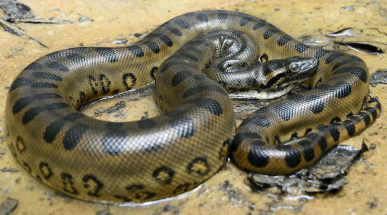 Discover the 7 Largest Snakes in the world: Giants of the Wild