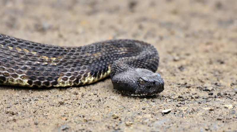 Largest-Timber-Rattlesnake-Ever-Recorded
