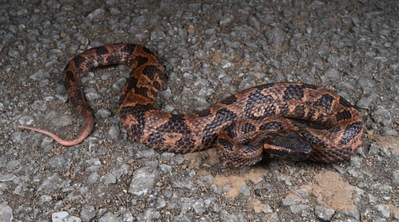 New Snake Species With Great Aggression Revealed by Scientists