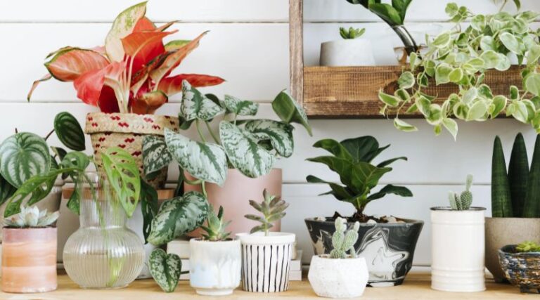 Rarest Houseplants in the World