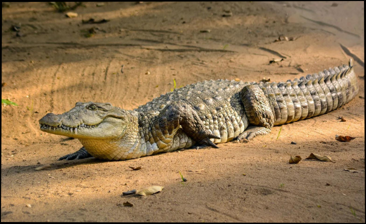 Saltwater-Crocodile