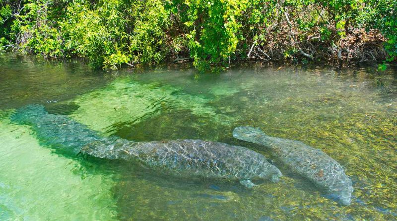 The 7 Most Beautiful Freshwater Springs in Florida