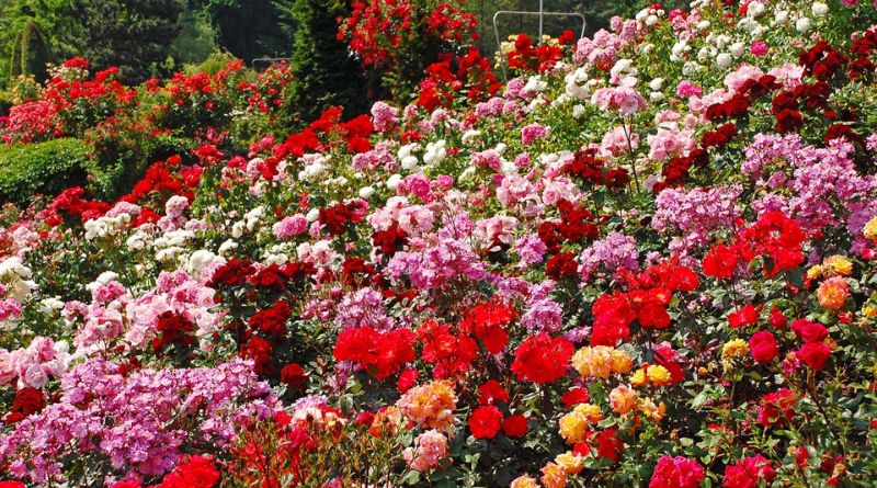 The Best Types of Roses for Every Garden