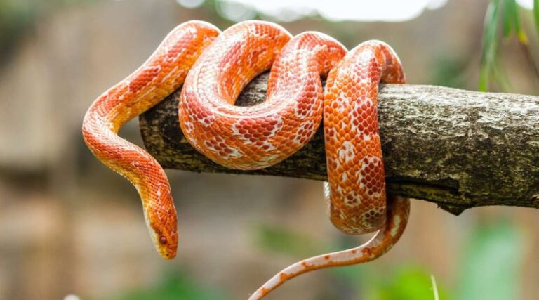 The Most Popular Snake Species in the US