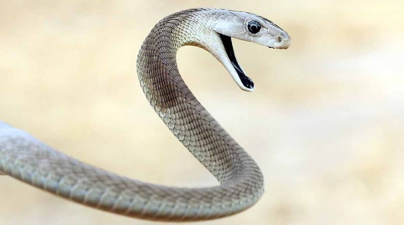 The Top 8 Deadliest Snakes in the Wild