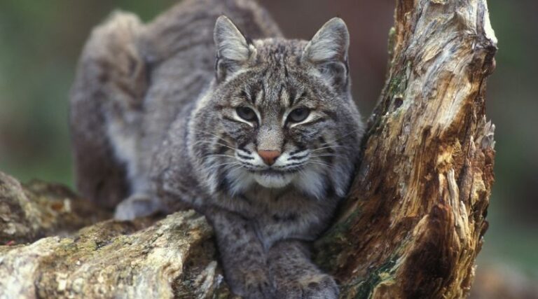 The Top 9 Most Likely Places To Encounter Bobcats In The United States