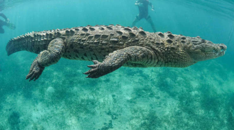 These Are The Largest Reptiles Still Living in the U.S.