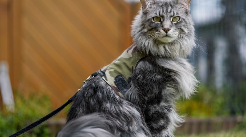 Top 10 Maine Coon Badass Hunting Abilities