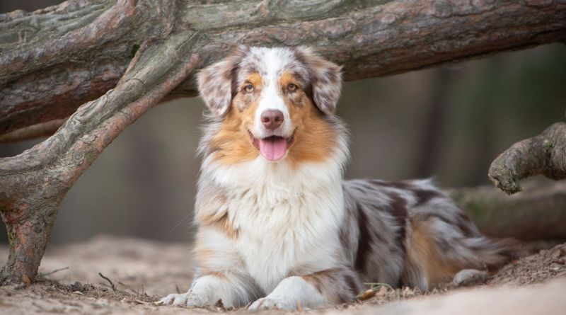 Top 10 Unique Advantages of Miniature American Shepherds