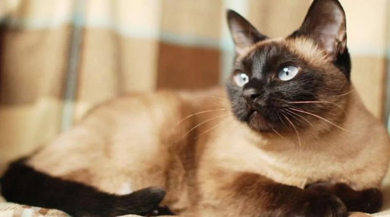 Top 8 Distinguished Mighty Habits of Siamese Cats