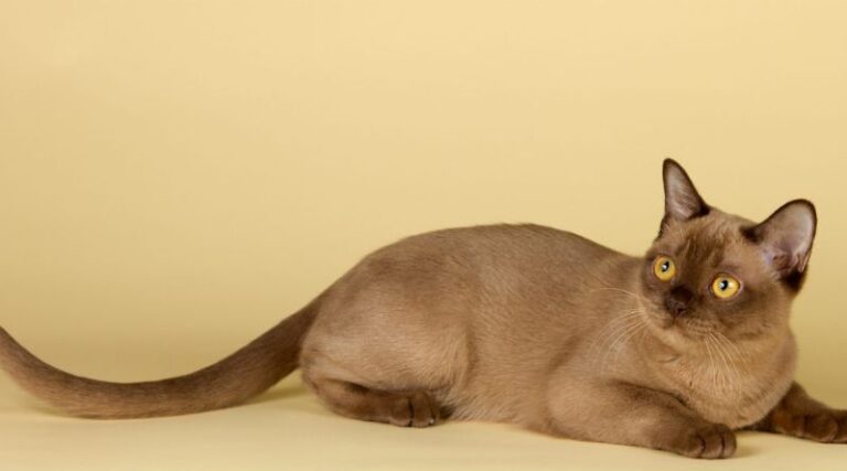 10 Longest Living Cat Breeds