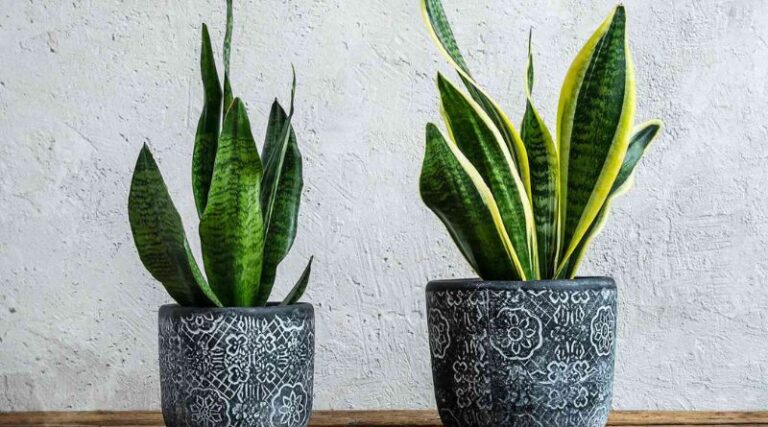 9 Easy Houseplants That Dont Need Sunlight
