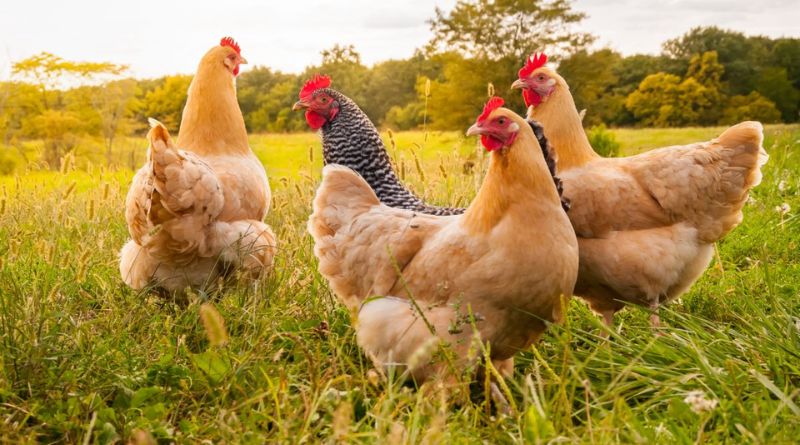 These Are the Best Chicken Breeds for Your Flock