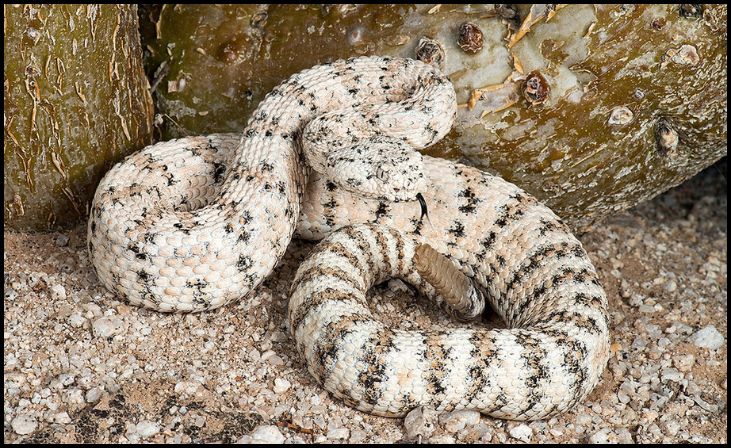 10 Largest Rattlesnake Species In The World