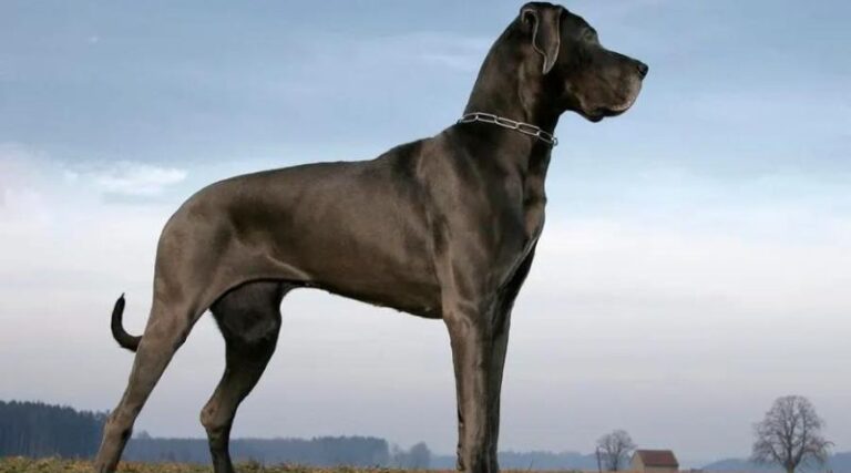 The 9 World's Biggest Dog Breeds