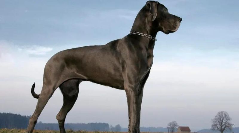 The 9 World's Biggest Dog Breeds